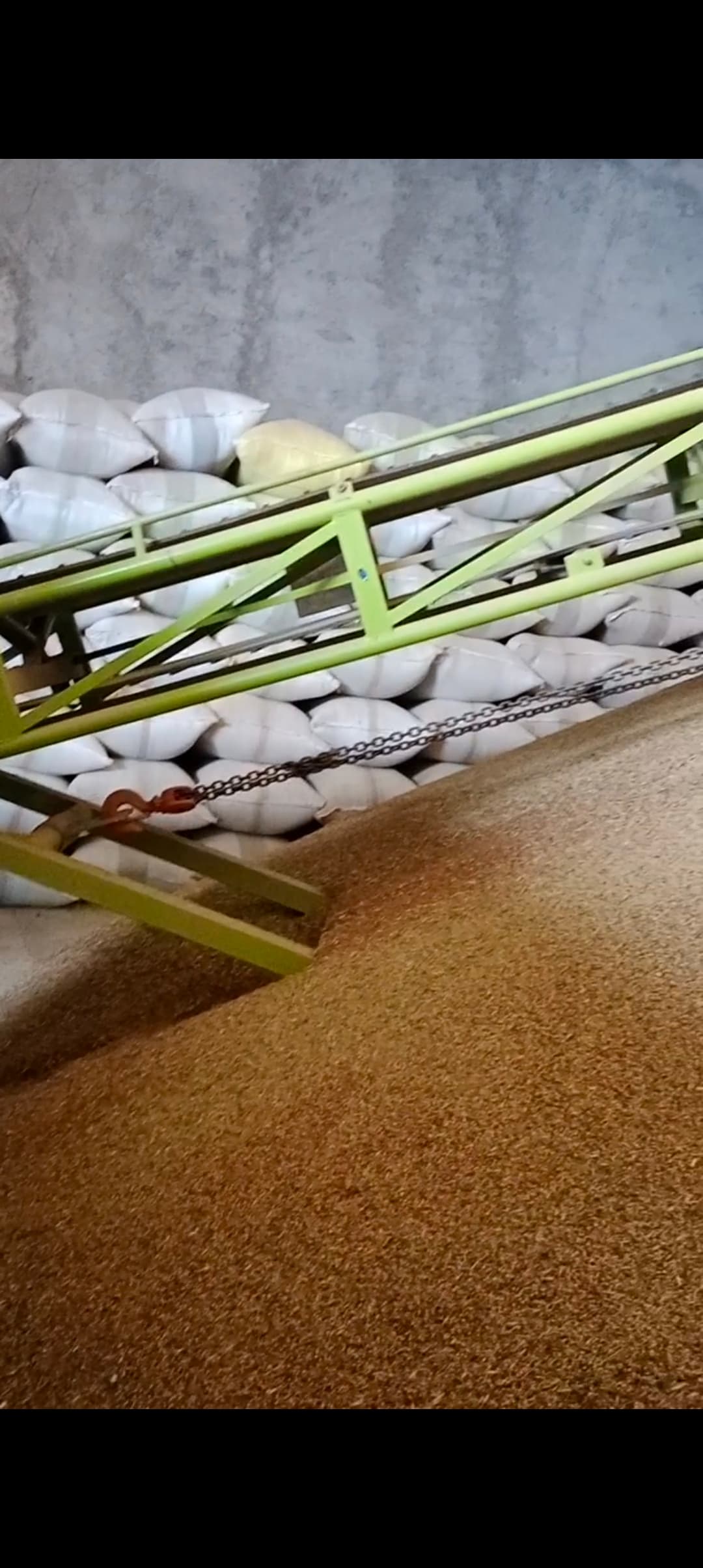 بررسی گشنیز خشک نهاوند در صادرات به ترکیه